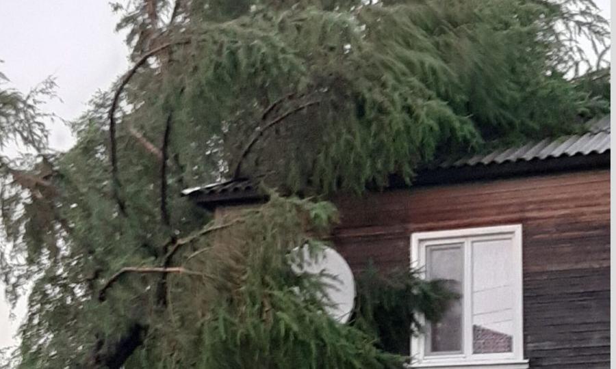 В селе Сура Пинежского района  шторм повалил опоры линий электропередачи, повредил дома и повалил деревья