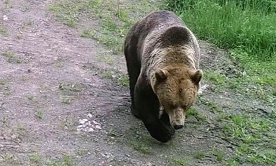 Под Новодвинском местные жители видели медведя