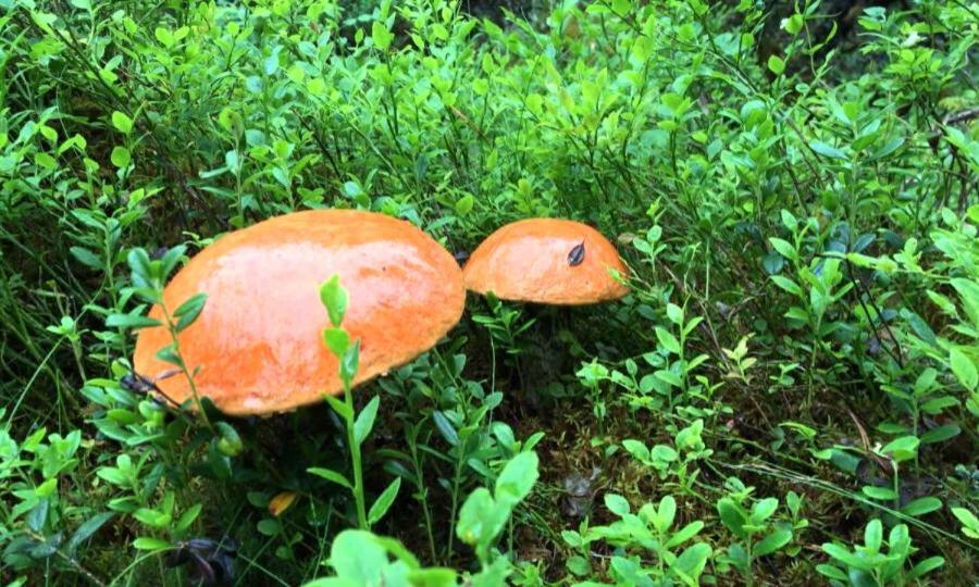 В Пинежских лесах начался грибной сезон
