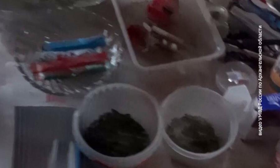 В Шенкурском районе сотрудники полиции изъяли более ста кустов конопли и готовые к употреблению наркотики