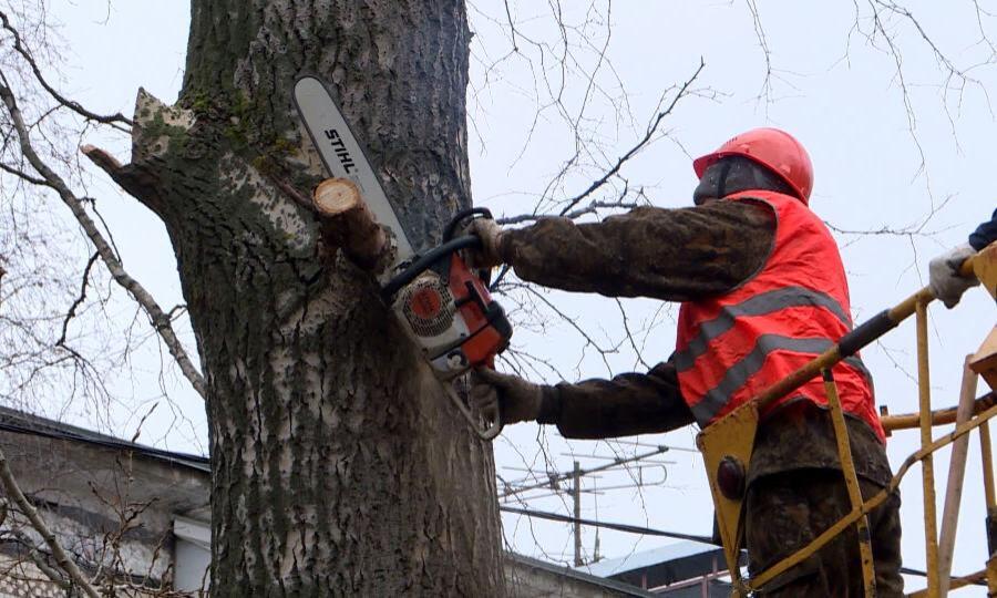 Более 13 миллионов рублей Архангельск потратит на борьбу с аварийными деревьями в этом году