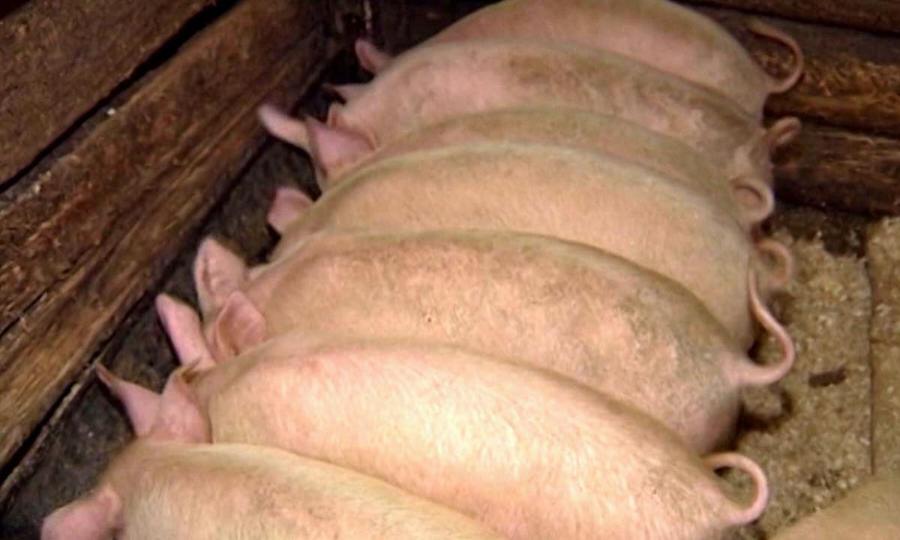 В Вельском районе введён карантин из-за вспышки африканской чумы свиней