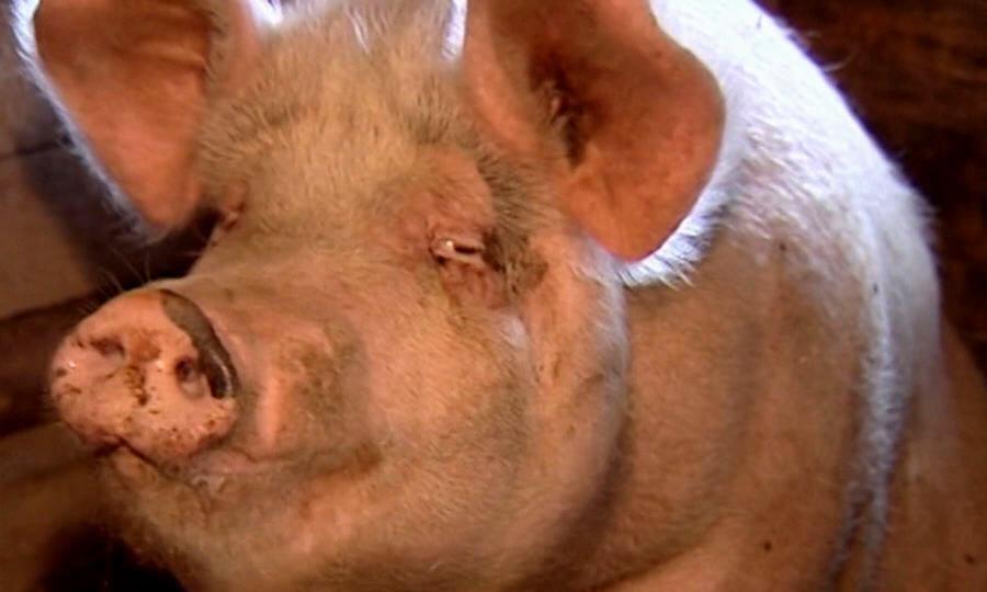 Житель Вельского района пытался вывезти из очага заражения африканской чумой 135 килограммов свинины
