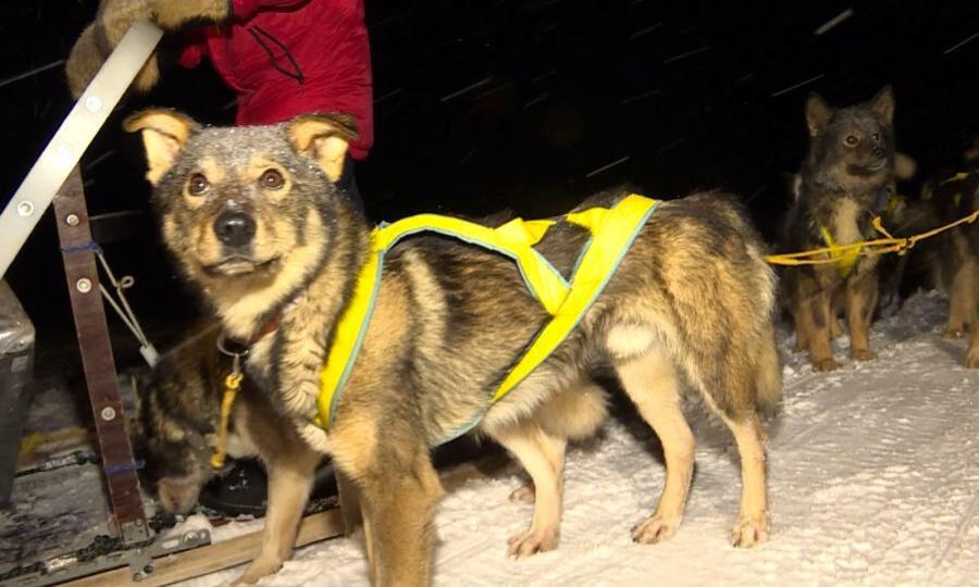 В Онежском районе стартовала экпедиция на собачьих упряжках