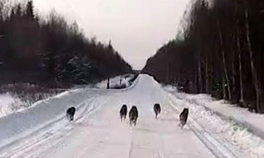 Стая волков неожиданно встретилась автомобилистам на дороге в Красноборском районе