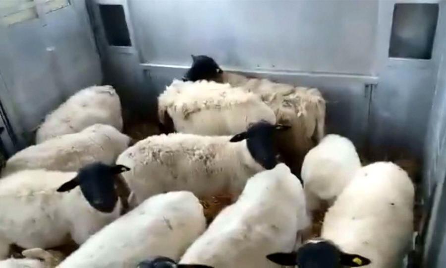 На таможенном терминале в порту Экономия в Архангельске ветеринарный надзор задержал 100 овец и баранов