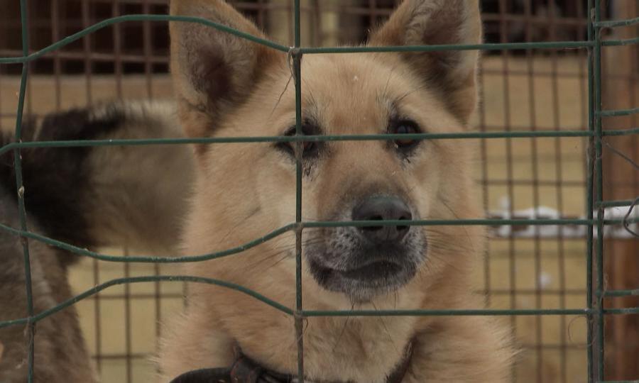 Прокуратура выявила нарушения в приюте для бездомных животных в Северодвинске