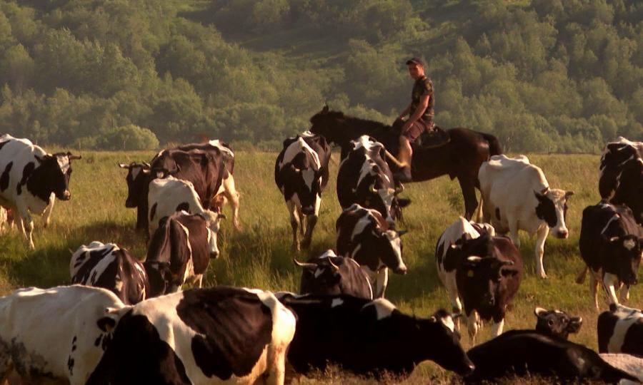 Кехтинский племзавод в Холмогорском районе планирует отказаться от молочного животноводства