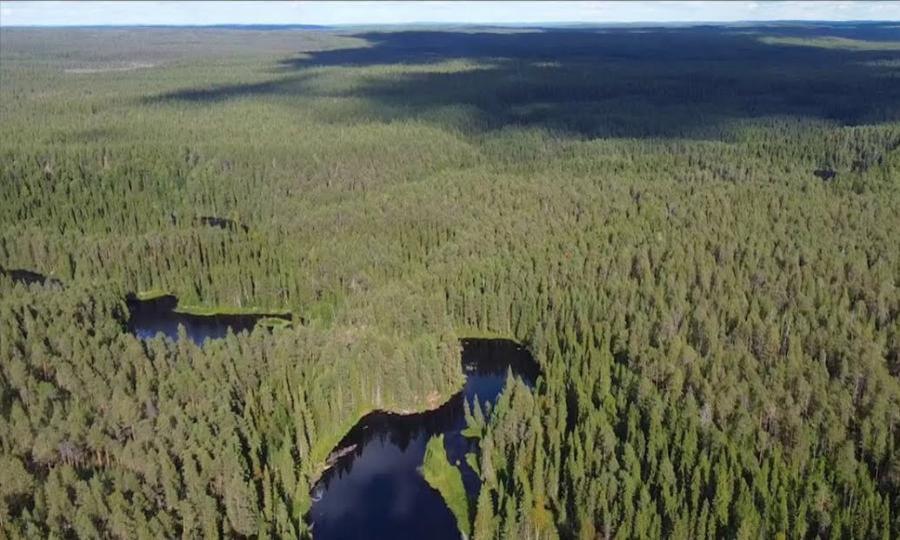 Жителям Архангельской области вновь разрешен доступ в лес — он был ограничен из-за опасности лесных пожаров