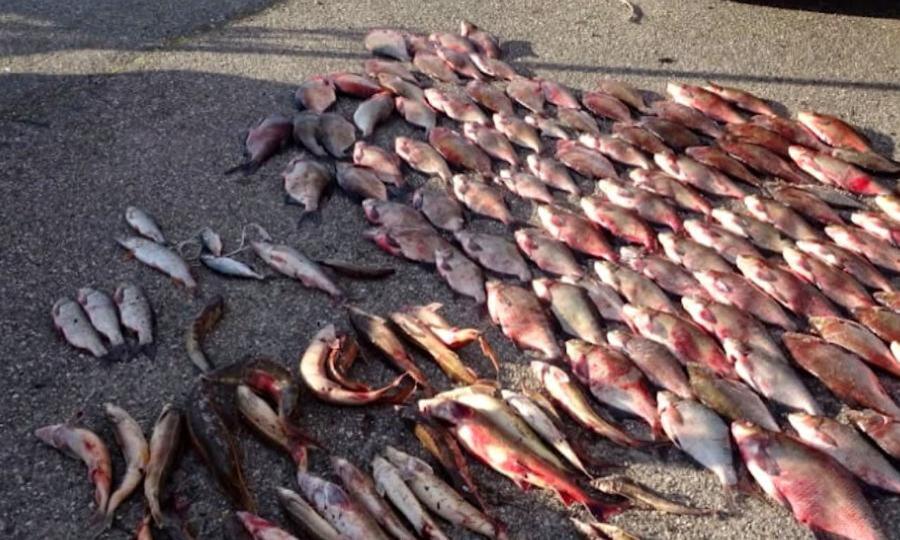 В Котласском районе с поличным поймали рыбных браконьеров - сообщает региональное управление МВД