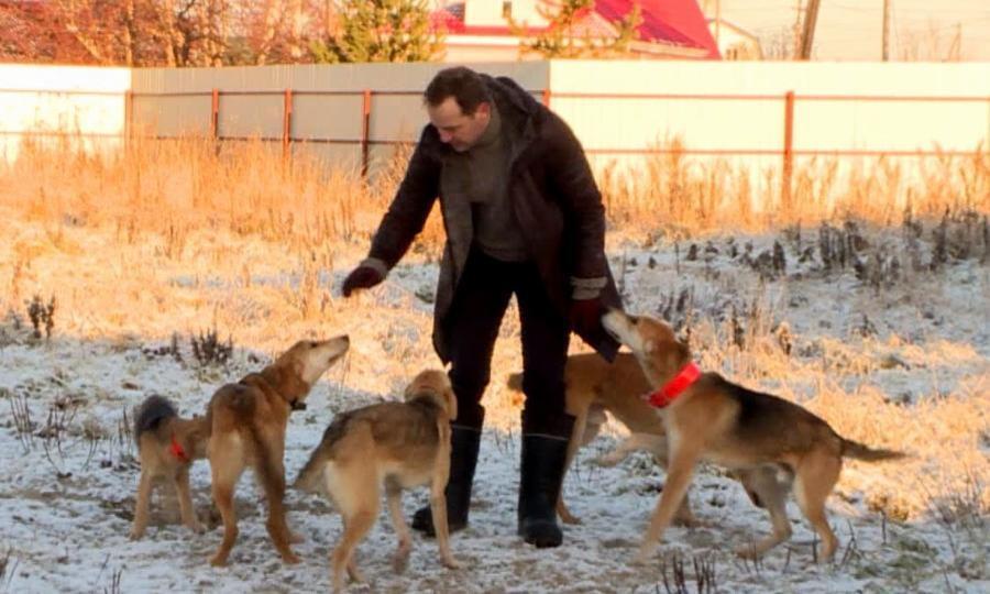 С кировских соревнований «Осенние голоса на Вятке» с победой вернулась команда гончих собак из Архангельской области