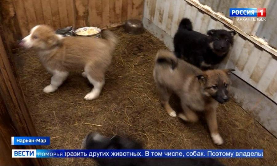 В Ненецком округе проходят усиленные рейды по отлову бездомных животных